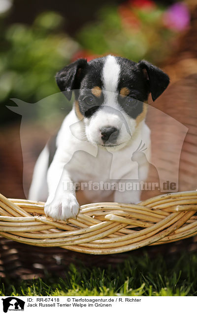 Jack Russell Terrier Welpe im Gr�nen / Jack Russell Terrier Puppy in the countryside / RR-67418
