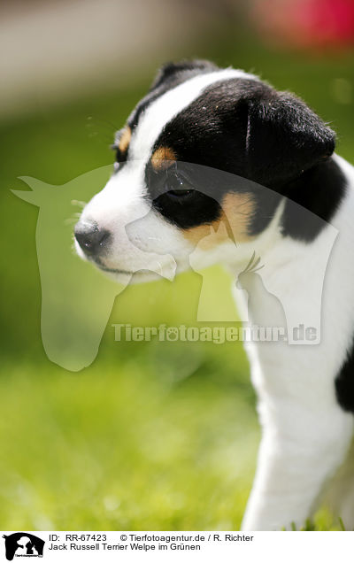 Jack Russell Terrier Welpe im Gr�nen / Jack Russell Terrier Puppy in the countryside / RR-67423