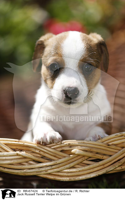 Jack Russell Terrier Welpe im Gr�nen / Jack Russell Terrier Puppy in the countryside / RR-67424