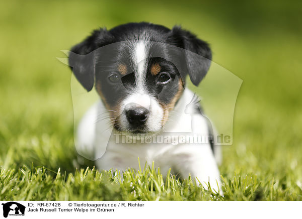 Jack Russell Terrier Welpe im Gr�nen / Jack Russell Terrier Puppy in the countryside / RR-67428