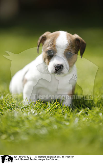 Jack Russell Terrier Welpe im Gr�nen / Jack Russell Terrier Puppy in the countryside / RR-67429