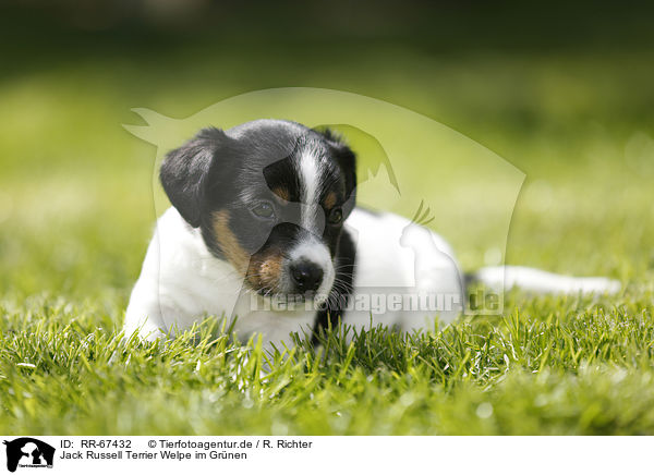 Jack Russell Terrier Welpe im Gr�nen / Jack Russell Terrier Puppy in the countryside / RR-67432