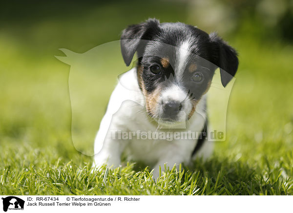 Jack Russell Terrier Welpe im Gr�nen / Jack Russell Terrier Puppy in the countryside / RR-67434