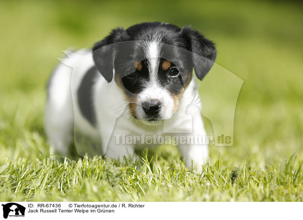 Jack Russell Terrier Welpe im Gr�nen / Jack Russell Terrier Puppy in the countryside / RR-67436