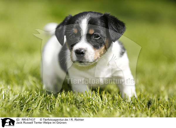 Jack Russell Terrier Welpe im Gr�nen / Jack Russell Terrier Puppy in the countryside / RR-67437