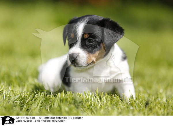 Jack Russell Terrier Welpe im Gr�nen / Jack Russell Terrier Puppy in the countryside / RR-67438