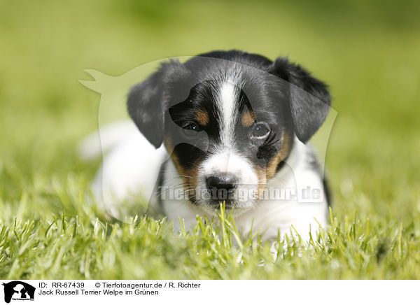 Jack Russell Terrier Welpe im Gr�nen / Jack Russell Terrier Puppy in the countryside / RR-67439