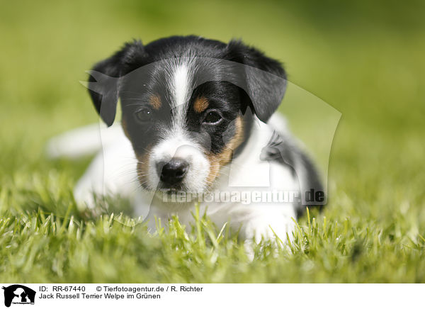 Jack Russell Terrier Welpe im Gr�nen / Jack Russell Terrier Puppy in the countryside / RR-67440