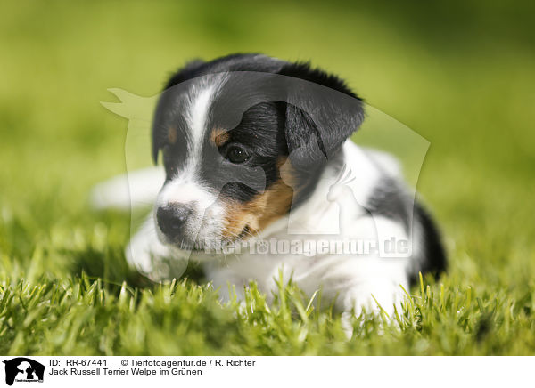 Jack Russell Terrier Welpe im Gr�nen / Jack Russell Terrier Puppy in the countryside / RR-67441