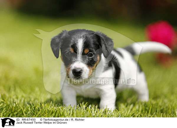 Jack Russell Terrier Welpe im Gr�nen / Jack Russell Terrier Puppy in the countryside / RR-67450
