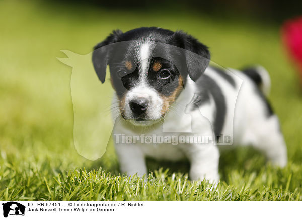 Jack Russell Terrier Welpe im Gr�nen / Jack Russell Terrier Puppy in the countryside / RR-67451