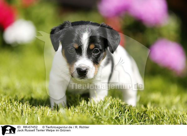 Jack Russell Terrier Welpe im Gr�nen / Jack Russell Terrier Puppy in the countryside / RR-67452