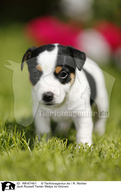 Jack Russell Terrier Welpe im Gr�nen / Jack Russell Terrier Puppy in the countryside / RR-67461