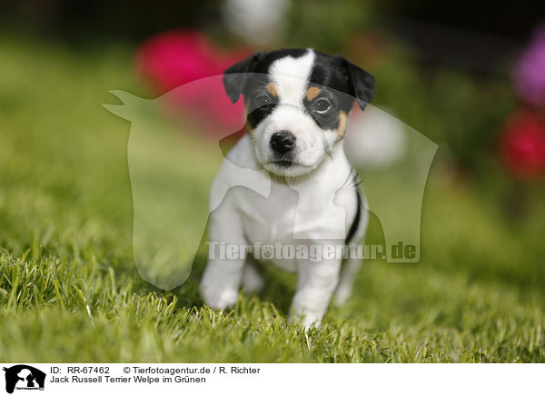 Jack Russell Terrier Welpe im Gr�nen / Jack Russell Terrier Puppy in the countryside / RR-67462