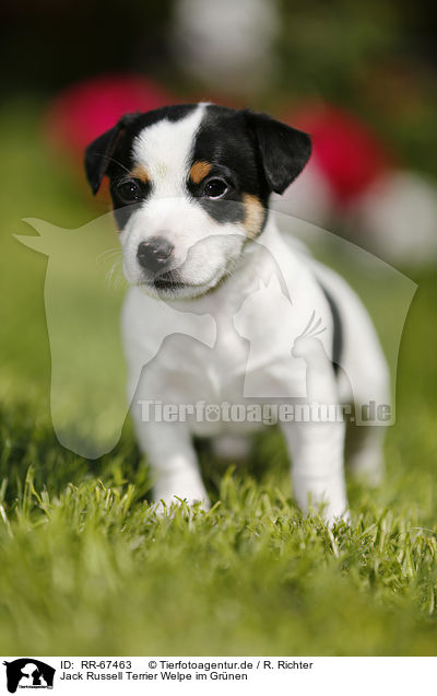 Jack Russell Terrier Welpe im Gr�nen / Jack Russell Terrier Puppy in the countryside / RR-67463