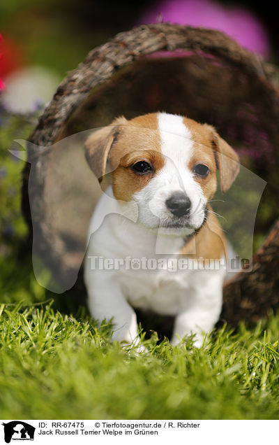 Jack Russell Terrier Welpe im Gr�nen / Jack Russell Terrier Puppy in the countryside / RR-67475