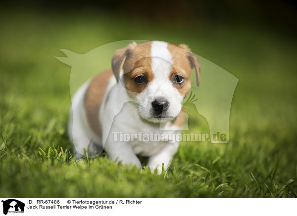 Jack Russell Terrier Welpe im Gr�nen / Jack Russell Terrier Puppy in the countryside / RR-67486