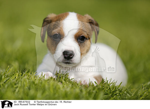 Jack Russell Terrier Welpe im Gr�nen / Jack Russell Terrier Puppy in the countryside / RR-67502