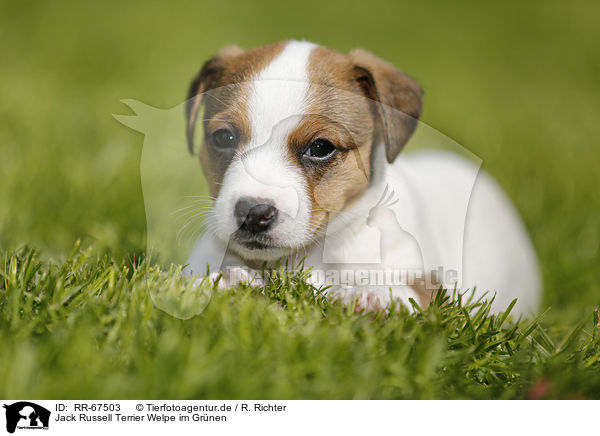 Jack Russell Terrier Welpe im Gr�nen / Jack Russell Terrier Puppy in the countryside / RR-67503