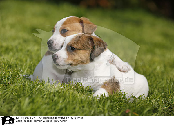 Jack Russell Terrier Welpen im Gr�nen / Jack Russell Terrier Puppies in the countryside / RR-67507