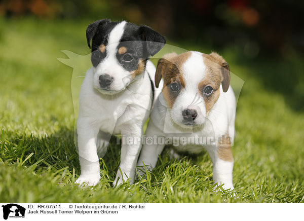 Jack Russell Terrier Welpen im Gr�nen / Jack Russell Terrier Puppies in the countryside / RR-67511