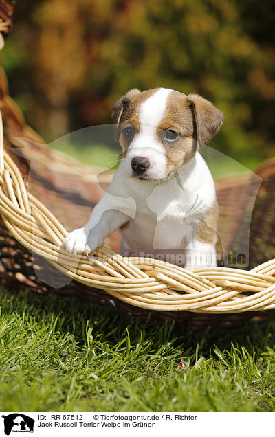 Jack Russell Terrier Welpe im Gr�nen / Jack Russell Terrier Puppy in the countryside / RR-67512