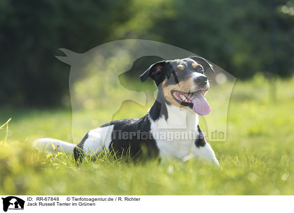 Jack Russell Terrier im Gr�nen / Jack Russell Terrier in the meadow / RR-67848