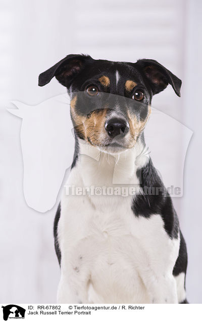 Jack Russell Terrier Portrait / Jack Russell Terrier Portrait / RR-67862
