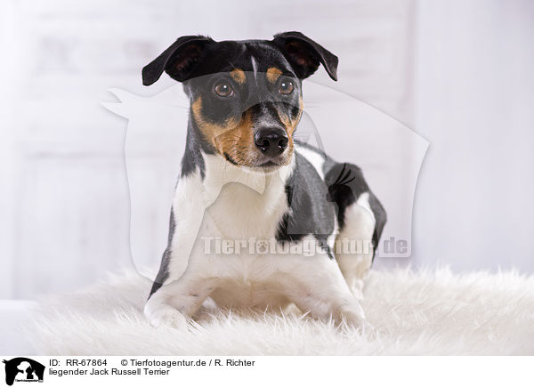 liegender Jack Russell Terrier / lying Jack Russell Terrier / RR-67864
