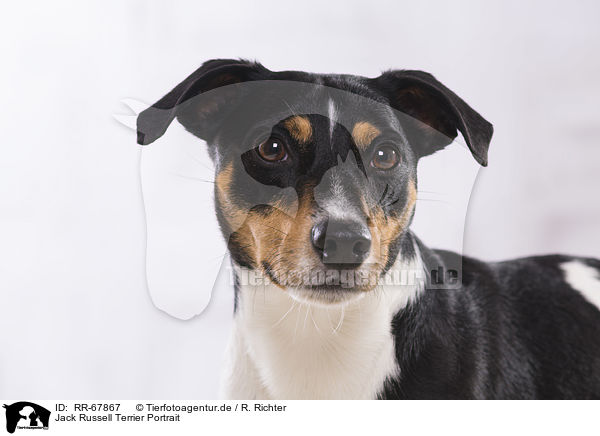 Jack Russell Terrier Portrait / Jack Russell Terrier Portrait / RR-67867
