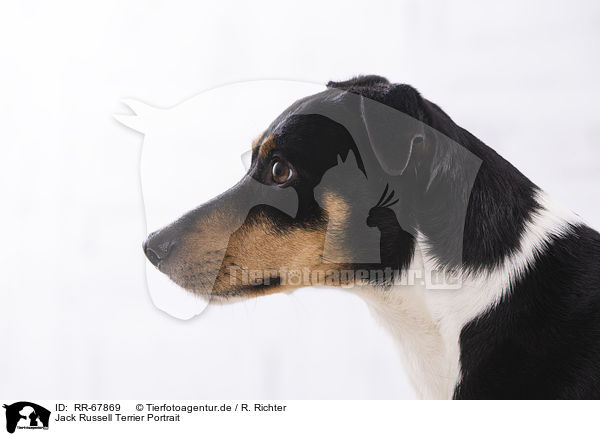 Jack Russell Terrier Portrait / Jack Russell Terrier Portrait / RR-67869