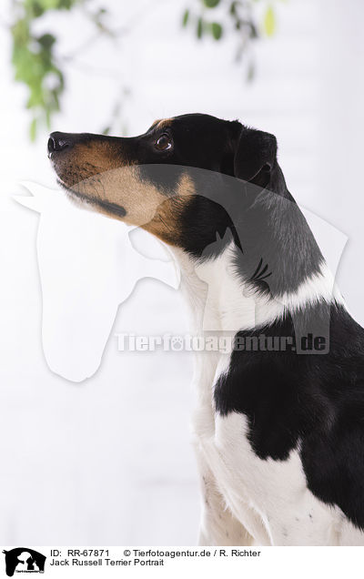 Jack Russell Terrier Portrait / Jack Russell Terrier Portrait / RR-67871