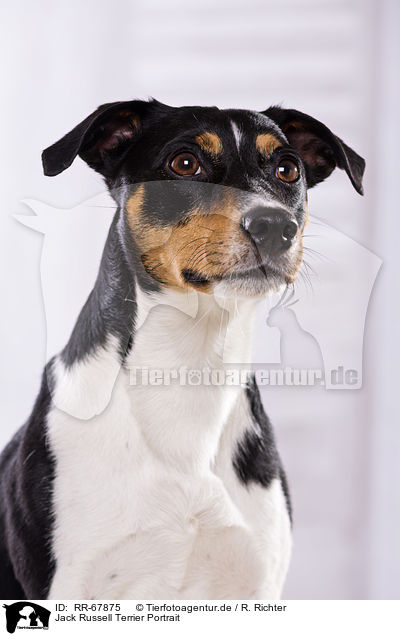 Jack Russell Terrier Portrait / Jack Russell Terrier Portrait / RR-67875