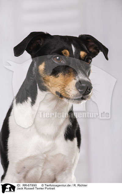 Jack Russell Terrier Portrait / Jack Russell Terrier Portrait / RR-67890