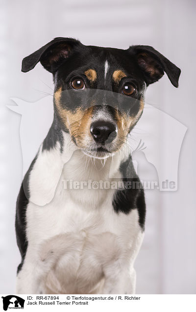 Jack Russell Terrier Portrait / Jack Russell Terrier Portrait / RR-67894