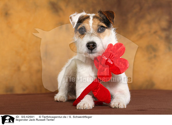 liegender Parson Russell Terrier / lying Parson Russell Terrier / SS-42681