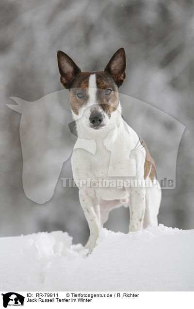 Jack Russell Terrier im Winter / Jack Russell Terrier in snow / RR-79911