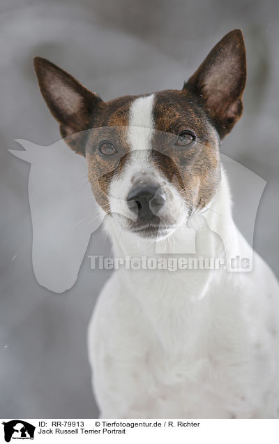 Jack Russell Terrier Portrait / Jack Russell Terrier Portrait / RR-79913