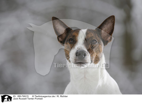 Jack Russell Terrier Portrait / Jack Russell Terrier Portrait / RR-79915