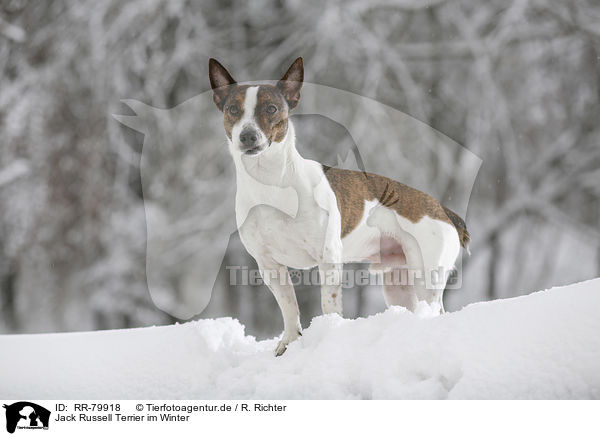 Jack Russell Terrier im Winter / Jack Russell Terrier in snow / RR-79918