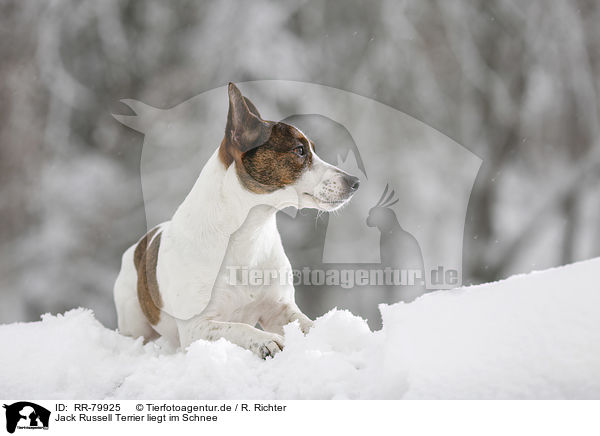 Jack Russell Terrier liegt im Schnee / Jack Russell Terrier lies in snow / RR-79925