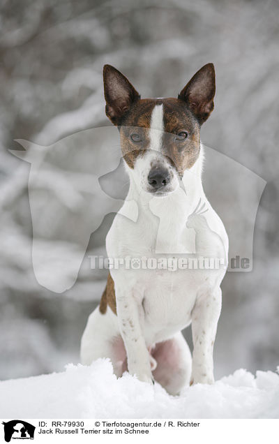 Jack Russell Terrier sitz im Schnee / Jack Russell Terrier sits in snow / RR-79930