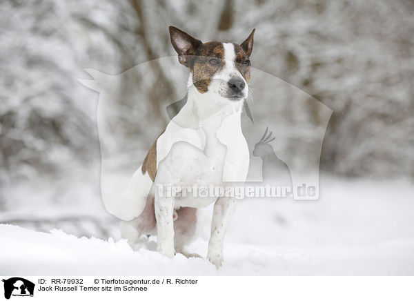 Jack Russell Terrier sitz im Schnee / Jack Russell Terrier sits in snow / RR-79932