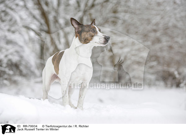 Jack Russell Terrier im Winter / Jack Russell Terrier in snow / RR-79934