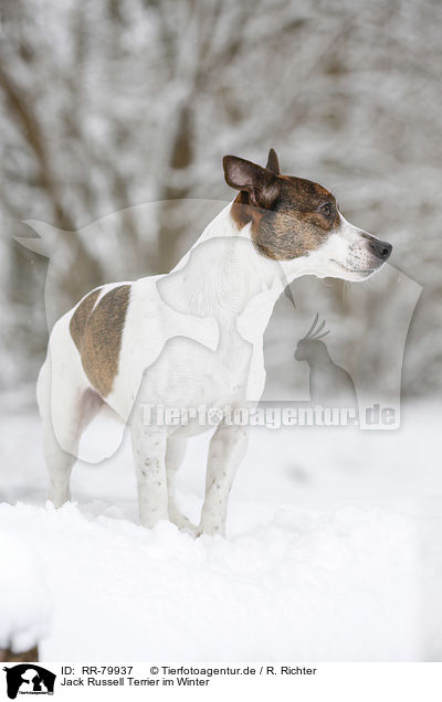 Jack Russell Terrier im Winter / Jack Russell Terrier in snow / RR-79937