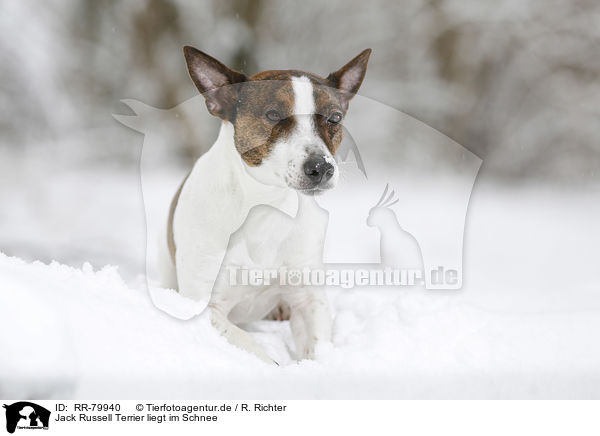 Jack Russell Terrier liegt im Schnee / Jack Russell Terrier lies in snow / RR-79940
