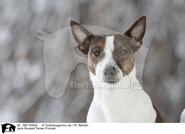 Jack Russell Terrier Portrait / Jack Russell Terrier Portrait / RR-79956