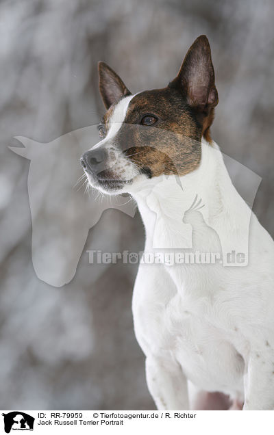 Jack Russell Terrier Portrait / Jack Russell Terrier Portrait / RR-79959