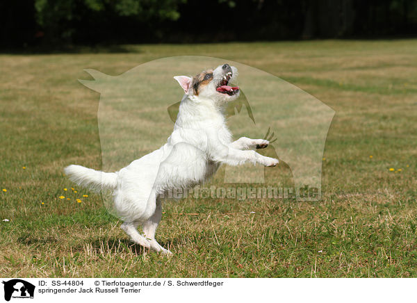 springender Parson Russell Terrier / jumping Parson Russell Terrier / SS-44804