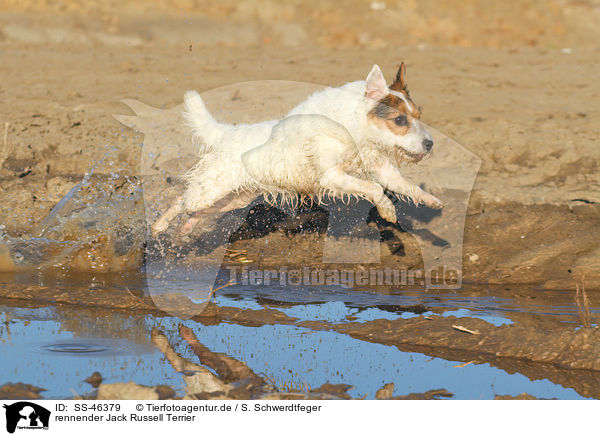 rennender Parson Russell Terrier / running Parson Russell Terrier / SS-46379